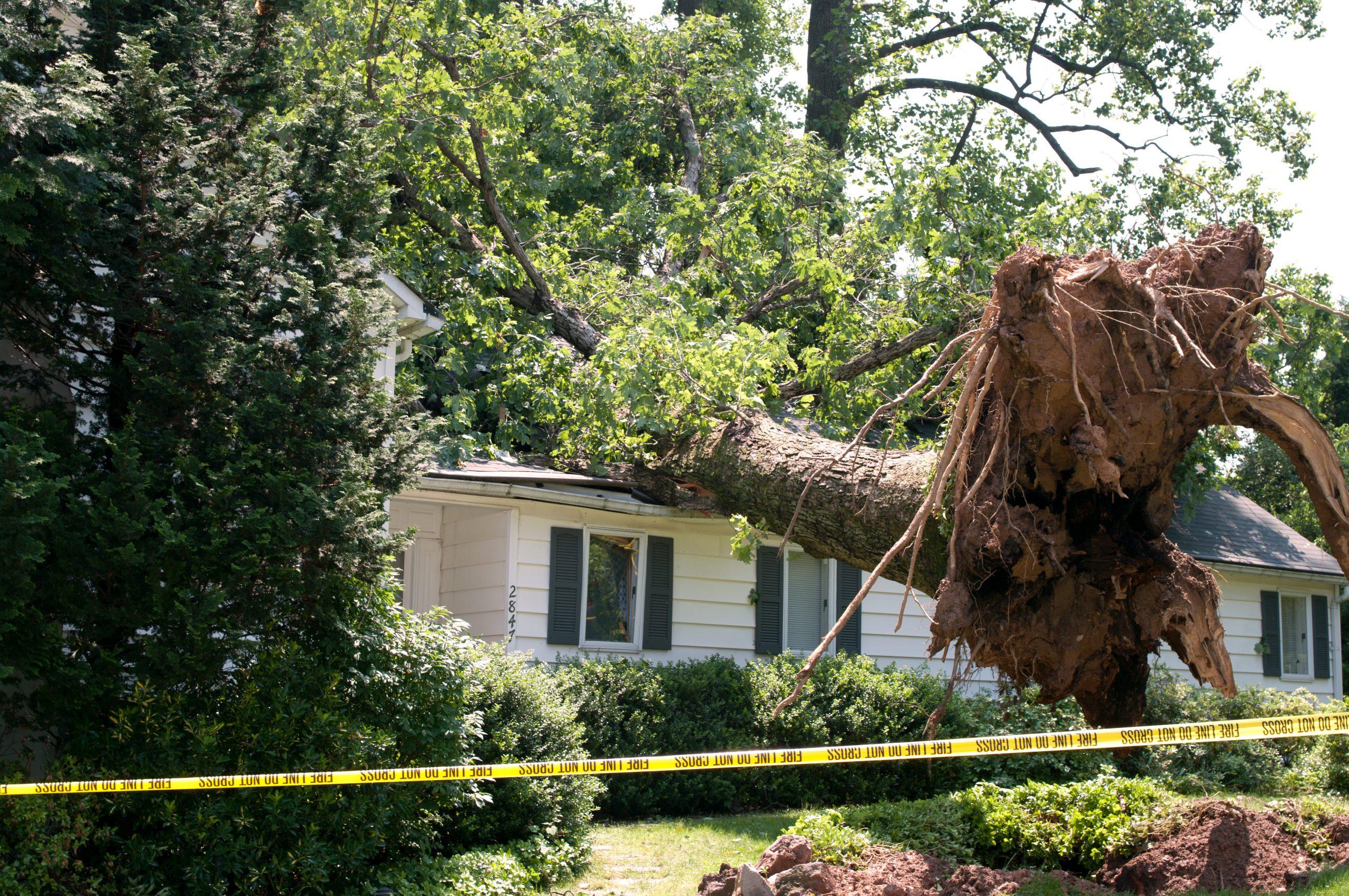 Emergency Tree Services