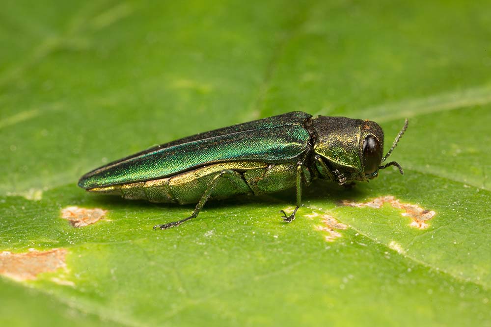 ash borer
