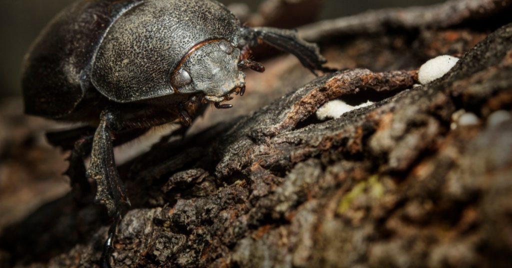 A close-up of a beetle sitting on a tree trunk. The beetle is damaging the bark and crawling along the trunk.