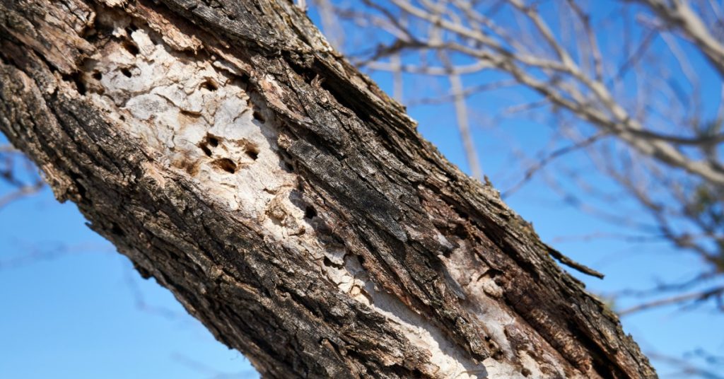 A close-up of a tree trunk on a sunny day. The tree trunk features bark damage and holes from woodpecker.