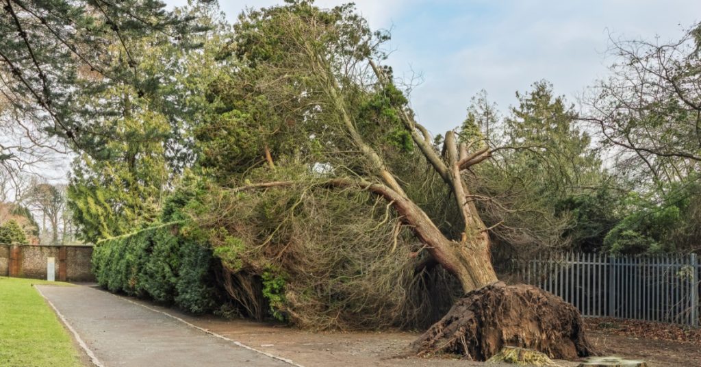 A tree along a long driveway next to a fence with root-plate heave as a result of storm damage. The tree is leaning.