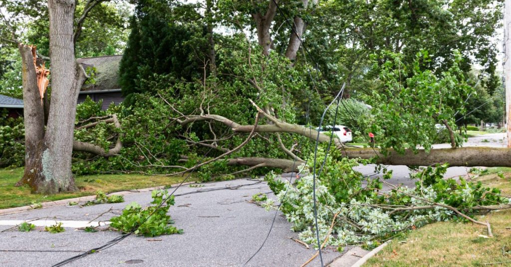A view of a neighborhood road with fallen trees laying across the path. The trees are storm-damaged.
