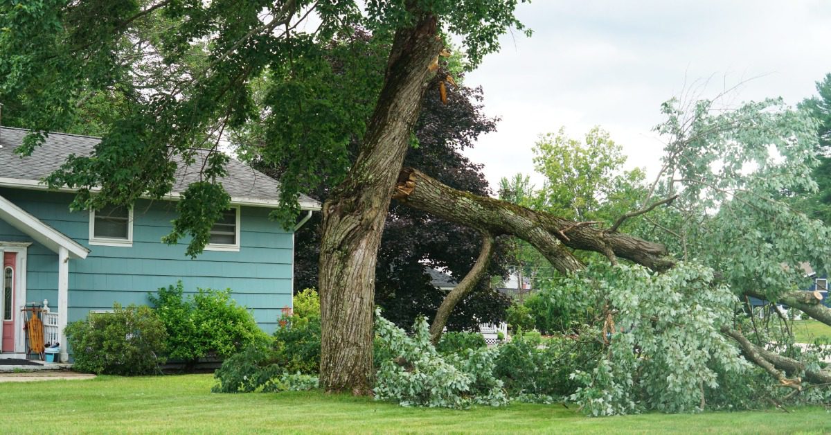 The front yard of a blue house with a large, century-old tree fallen in the yard. The tree trunk snapped from wind.