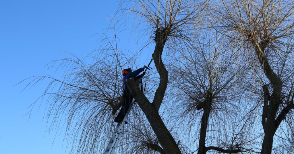 An arborist leans on a ladder as they work on a tree. They work on crown thinning the tree's canopy.