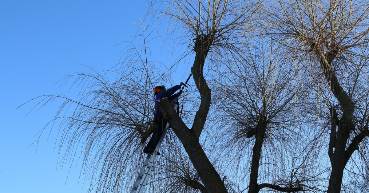 An arborist leans on a ladder as they work on a tree. They work on crown thinning the tree's canopy.