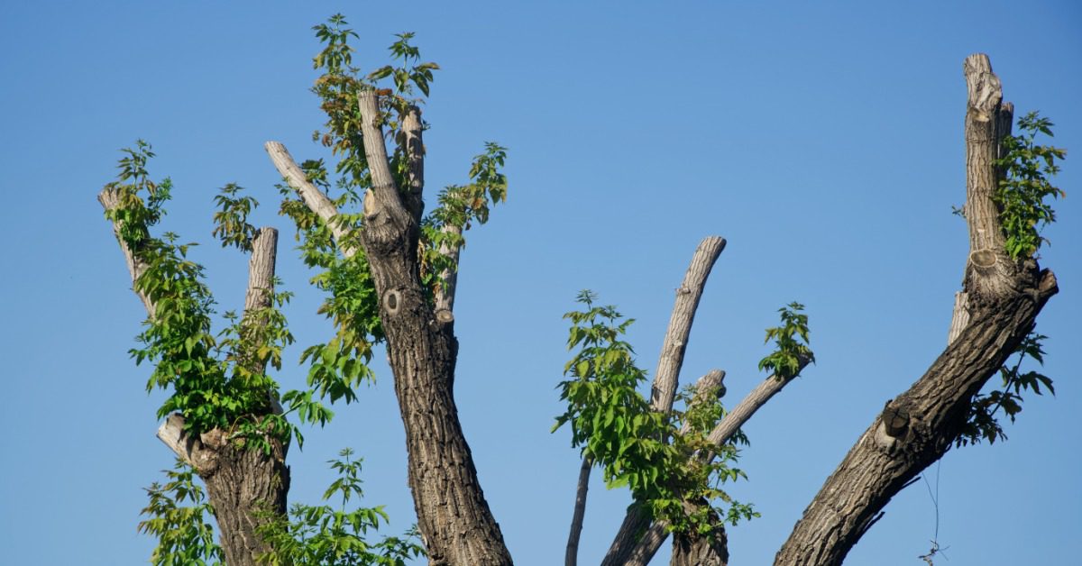 A view of the top of a mature tree on a residential property. The sky is blue and the tree has been thinned.