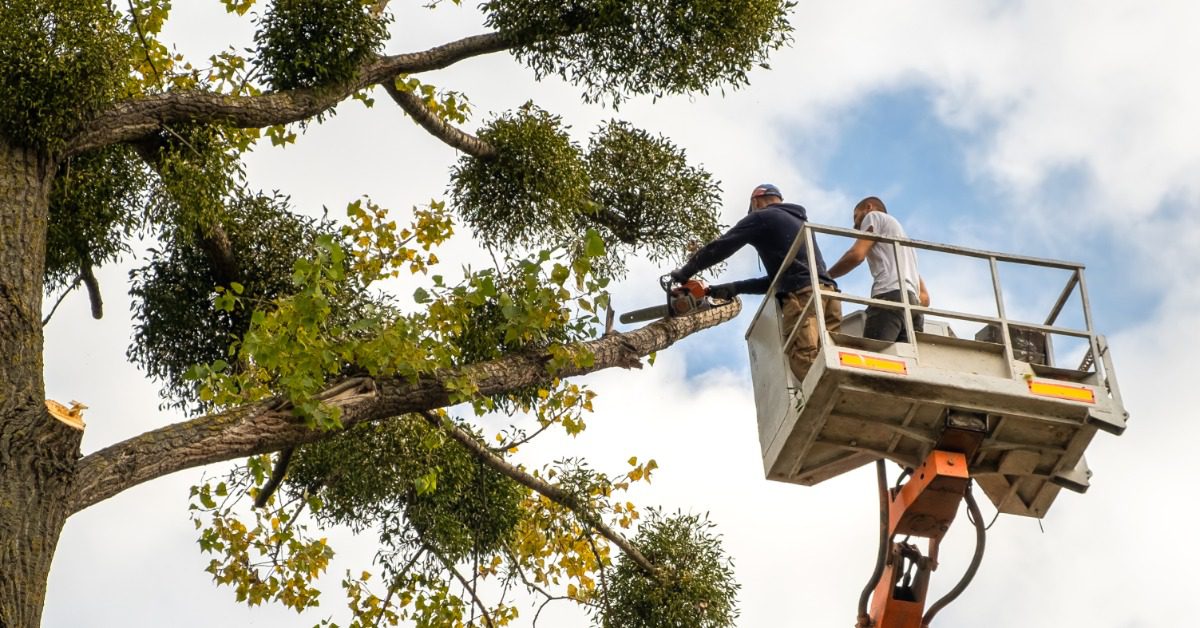 Two arborist stand in the lift bucket as they take a chainsaw to a tree's canopy and branches. The canopy is thin.