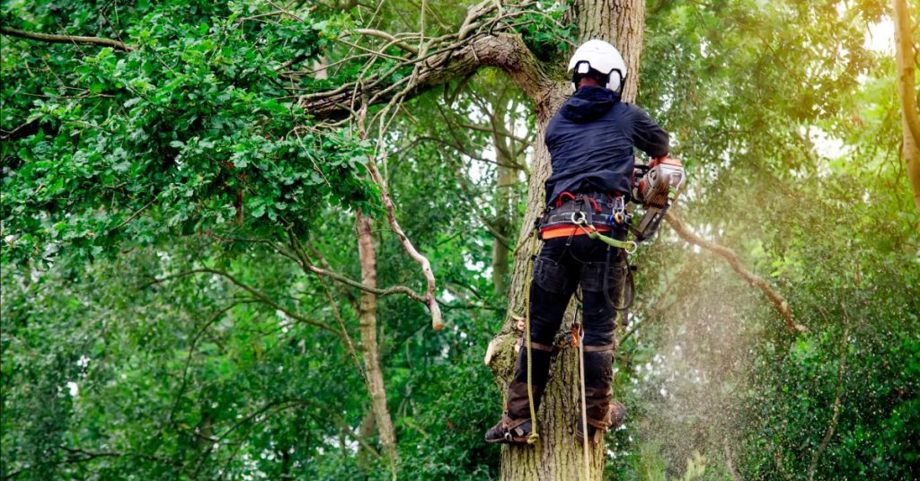 An arborist in a tree working on trimming and pruning. They wear a safety harness and a white helmet.