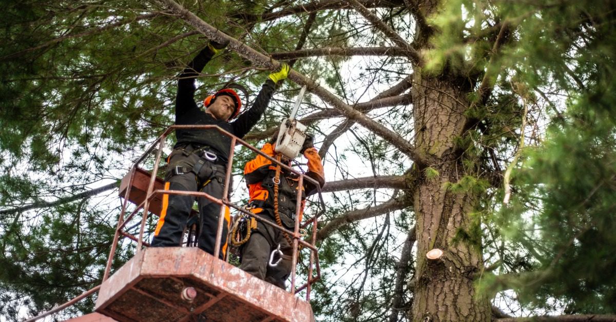 Two arborists work together on a lifted platform. They both have safety harnesses and one uses a chainsaw.