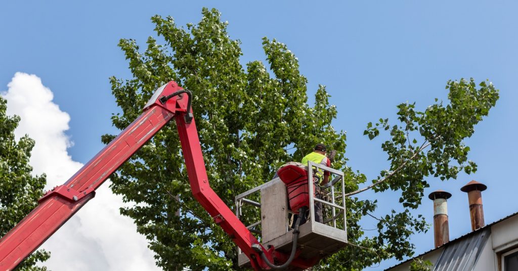 A red crane lift hoisting an arborist near the top of a tree. The tree has been cut and they're removing it.