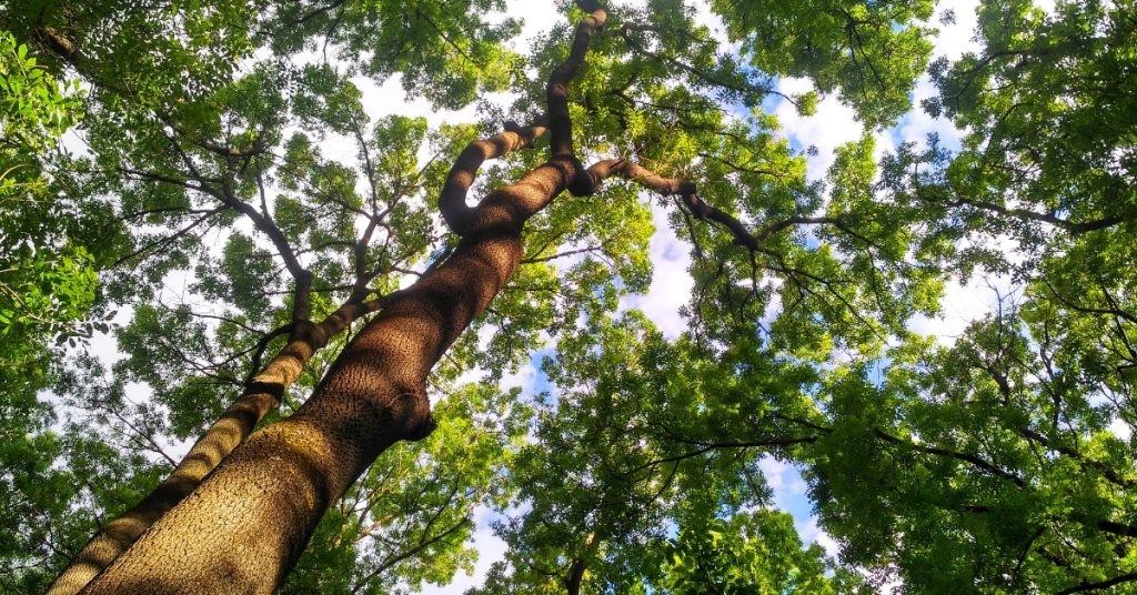 A view of an Ash tree canopy from underneath the canopy. The tree is tall and the canopy is full and lush.