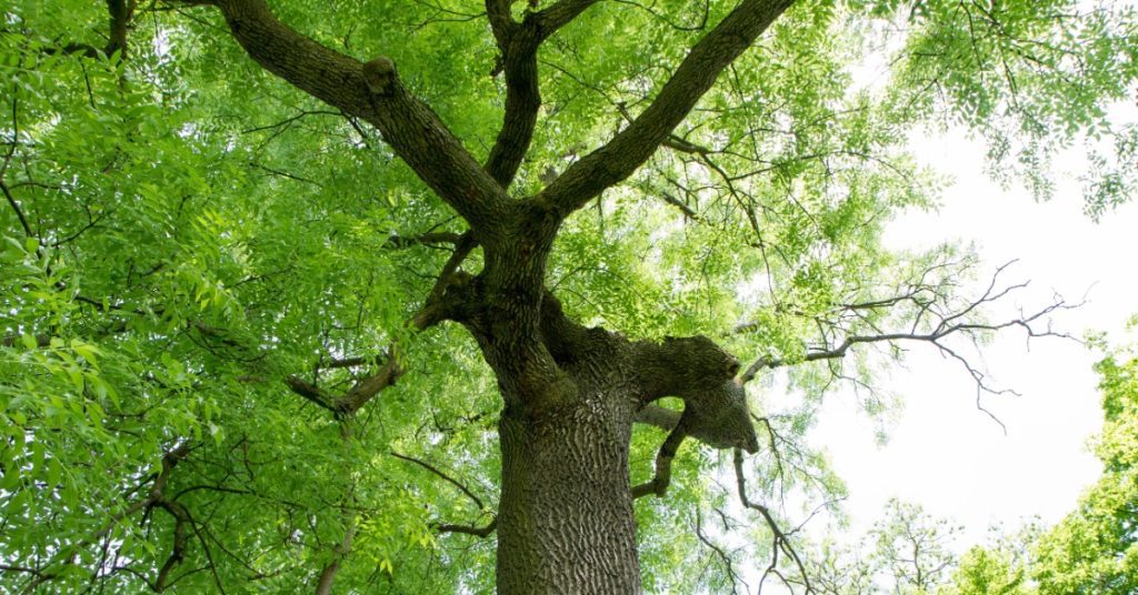 A tall Ash tree with a full canopy on the left side and a partial canopy on the right side, signaling damage.