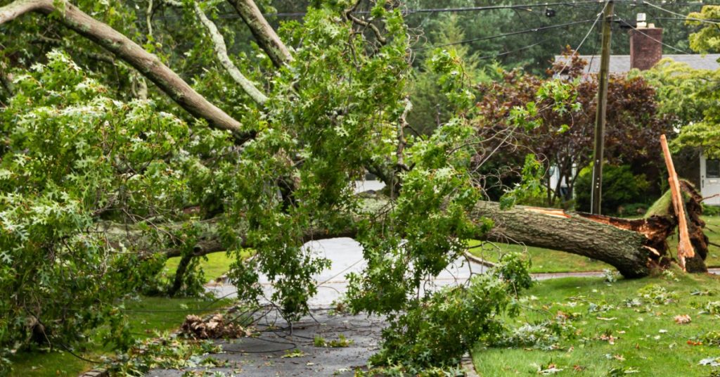 A residential street with a fallen tree laying across the road. The ground appears wet from a strong storm.