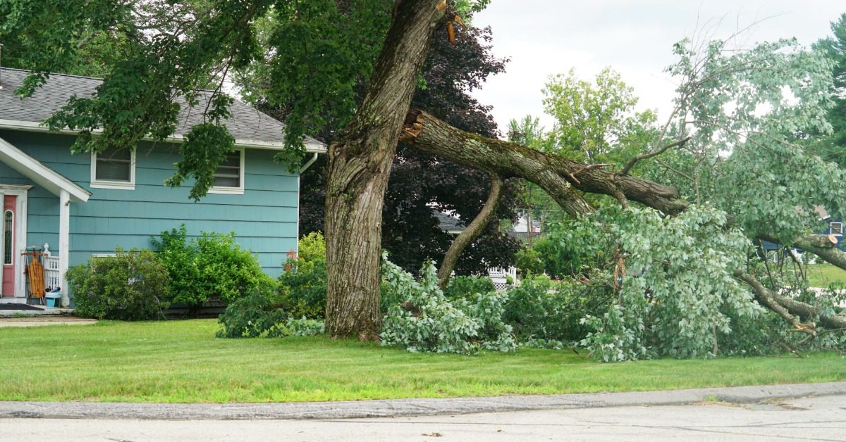 A broken tree in the front yard of a blue home. The tree is damaged from a storm and fallen into the yard.