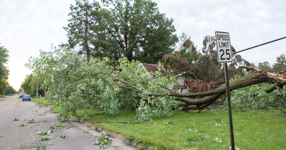 A fallen tree lays in a large yard. There's a 25 MPH sign on the street side and a blue car parked up the road.