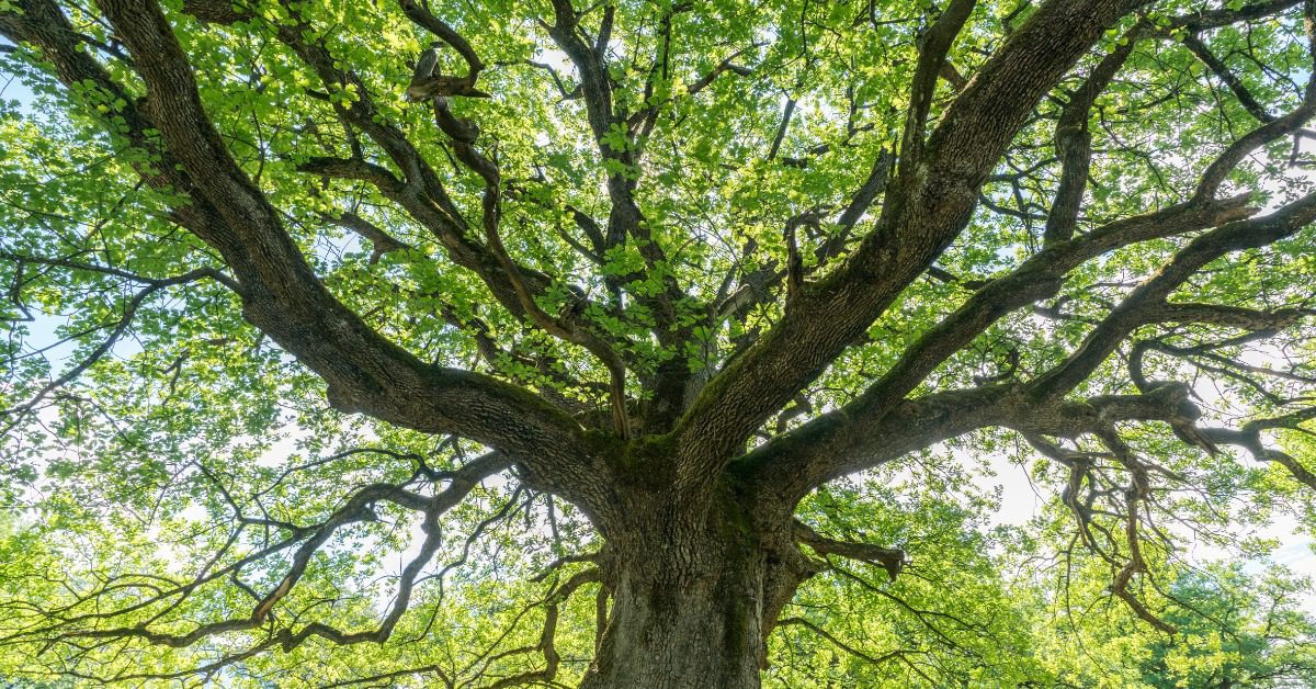 A large oak tree on a residential property. The tree's branches are evenly distributed with healthy leaves.