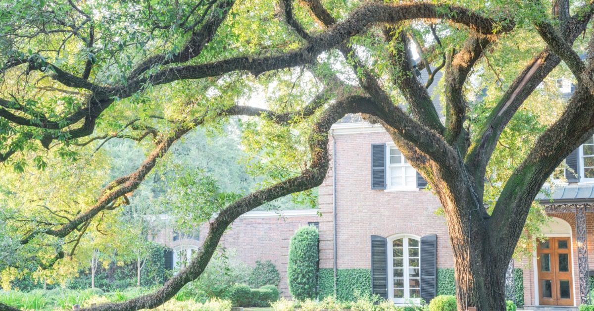 A large oak tree in front of a residential property. The home is brick with black shutters and it's sunny outside.