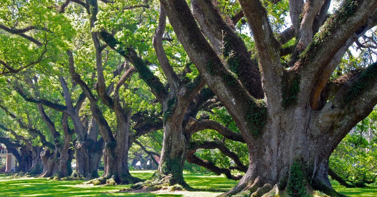 A row of healthy oak trees lining the grass on a sunny day. The trees have large trunks and sturdy branches.