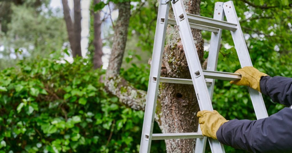 A professional arborist places a silver ladder next to a tree. They wear gloves as they scooch it closer.