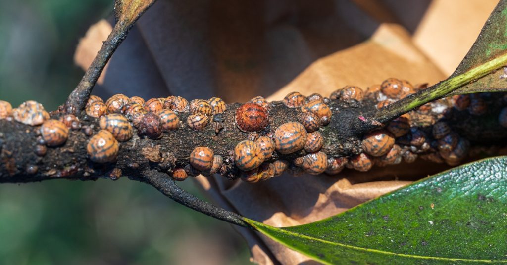 A close-up of a tree branch with scale insects covering the bark. There are green leaves still attached.
