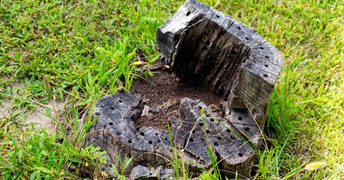 A decaying tree stump with holes in the top from a pest infestation. Half of the stump is cut down near the grass.