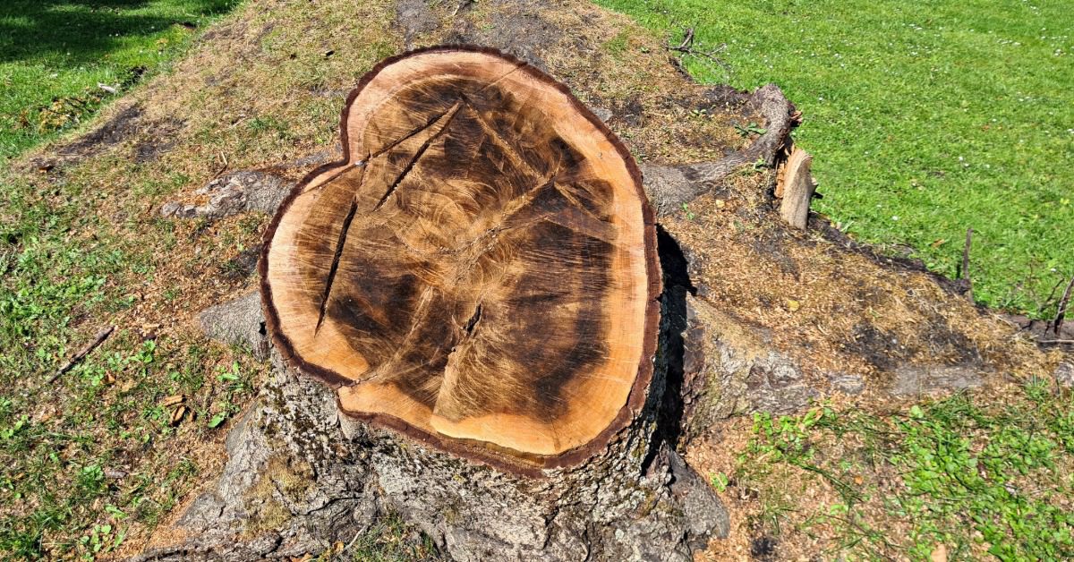 A tree stump in the yard with dead grass at the base of the stump. The top is slightly discolored, highlighting infestation.