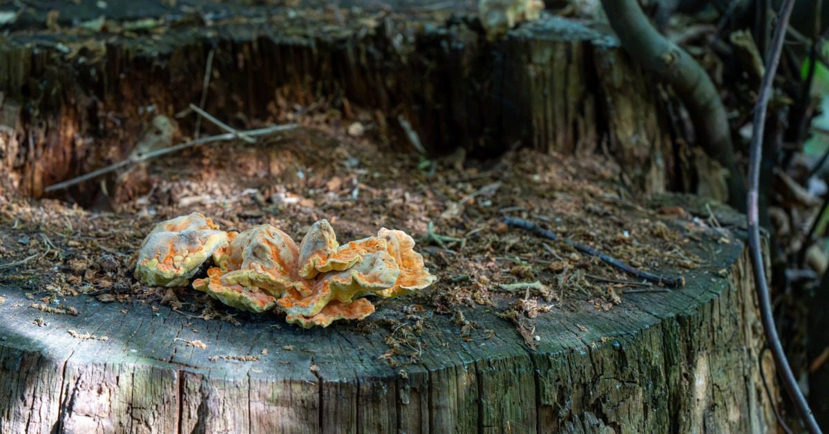 An old, damp, decaying tree stump with rubbish on the top and signs of mushrooms growing from the top.
