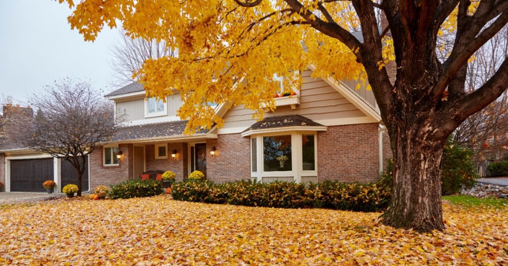 A family home with a large, old tree near the front corner of the foundation. The leaves are yellow and fill the yard.