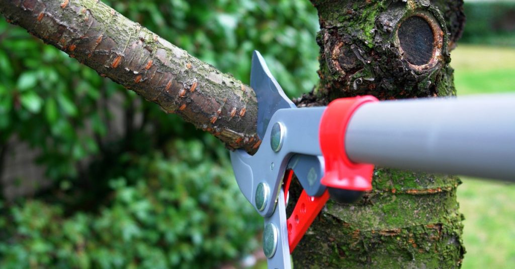 A close-up of a lopper blade wrapped around a branch for pruning. The tree trunk itself is relatively thin.