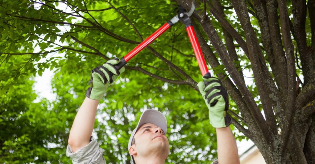 A professional arborist wears a khaki-colored shirt and hat as they use a pair of loppers to prune a tree.