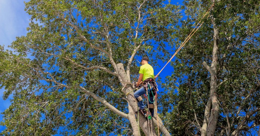 A professional arborist wears rigging gear as they stand hoisted in the tree's canopy. They prune the branches.