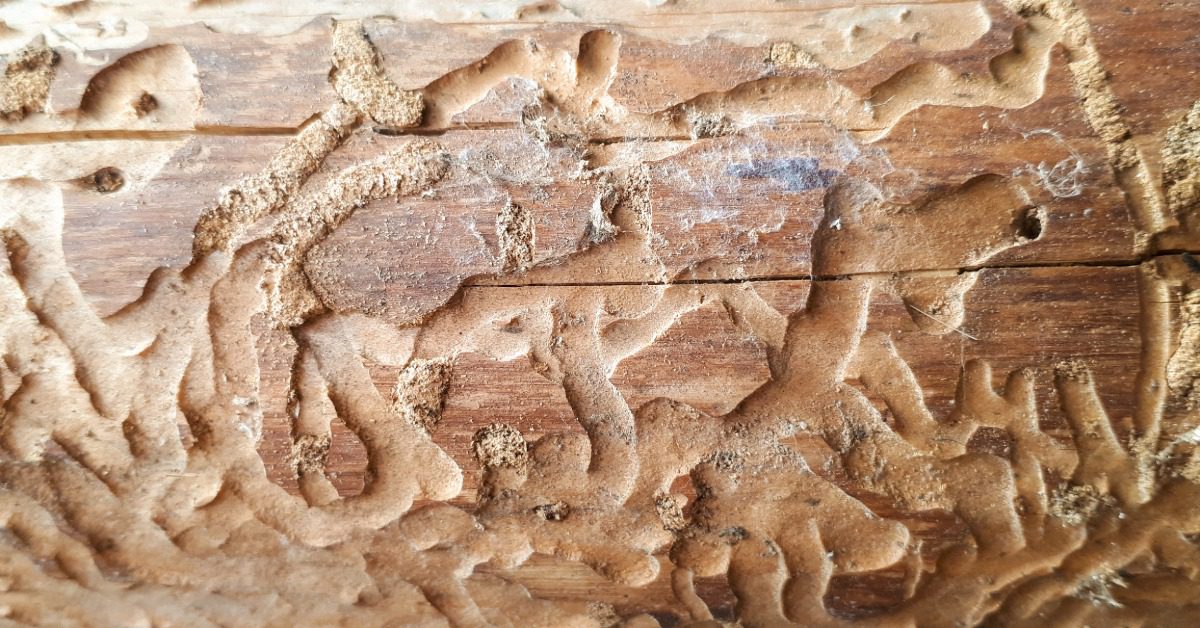 A close-up of an Emerald Ash Borer trail all along a large tree trunk. The trails are damaging the trunk.
