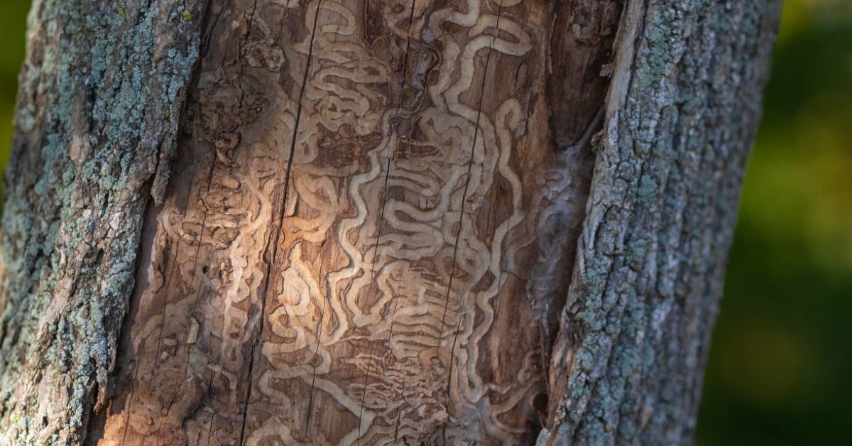 A close-up of a tree trunk with the center of the bark scaled off and borer trails ruining the trunk.