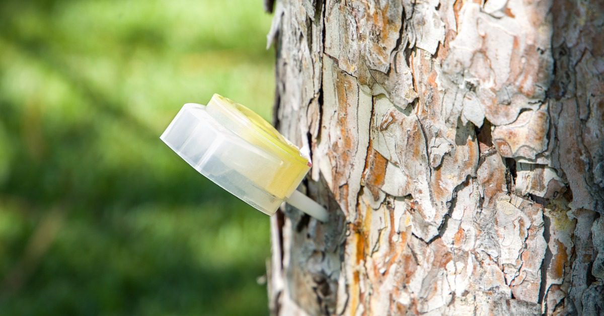A close-up of a tree trunk receiving a micro-injection directly through the bark. The injection is a slightly yellow fluid.