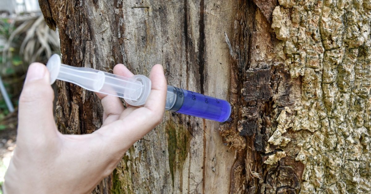 A close-up of someone injecting blue fluid into a sickly tree trunk with loose bark. The syringe is still full of fluid.