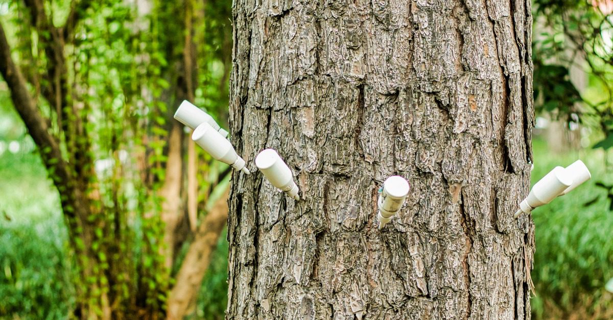 A seemingly healthy tree trunk receiving a series of injection treatments. The tubes are white and stuck in the bark.