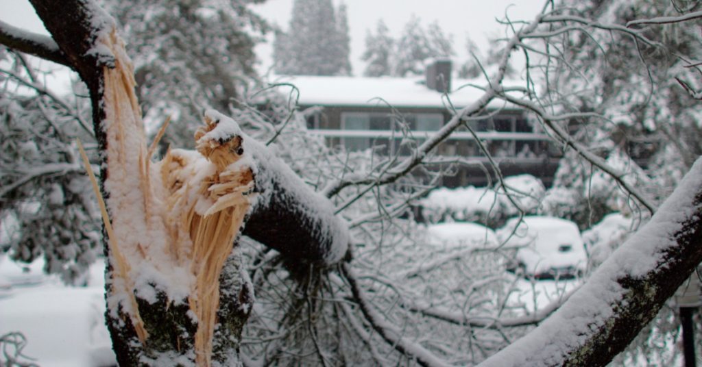 A broken tree trunk bent over in the snow. The entire tree is coated in a layer or wet snow, causing structural failure.