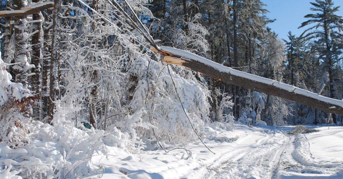 A roadway full of snow. The snow is about one-foot tall and there's a fallen tree laying across the road.