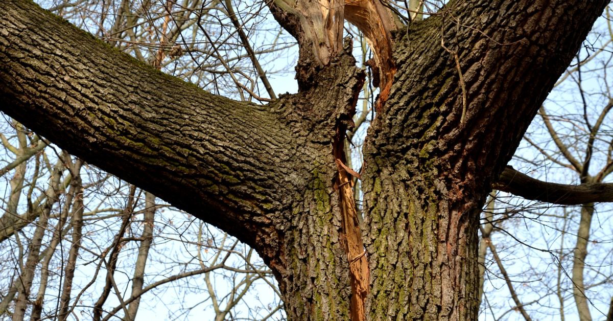 A split tree trunk on a leaf-less tree in cold weather. The branches are bare and the split is getting worse.