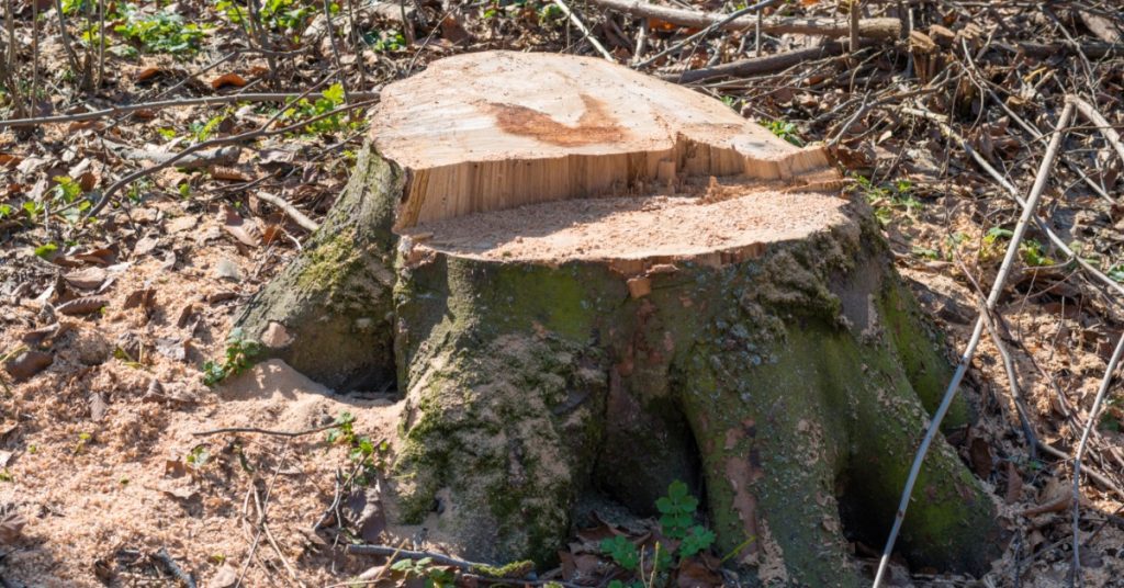 A tree stump sits solo in the yard of a property. There are exposed root systems and twigs around it.