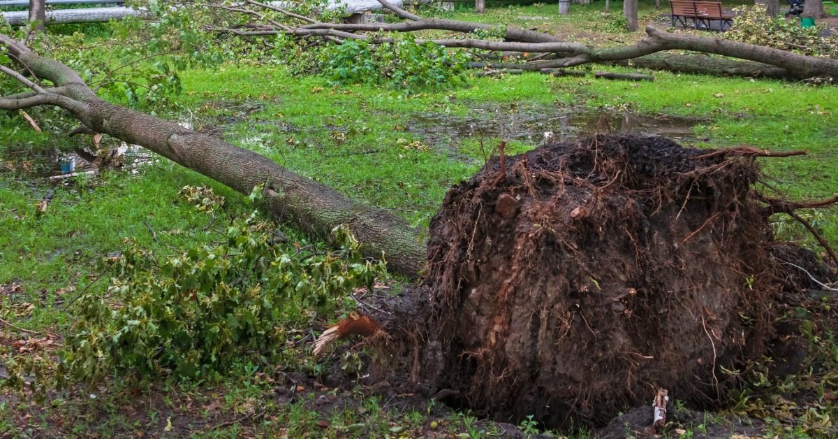 A tree lays in the backyard of a property with the root system out of the ground and exposed. There's a sinkhole.