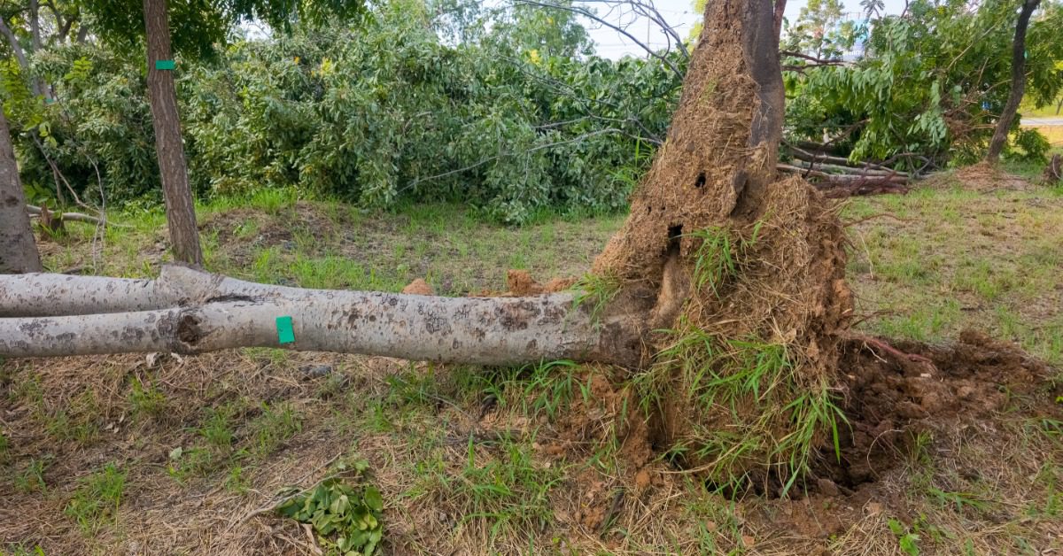 An uprooted tree lays down in a wooded area. The roots are exposed and there's a sinkhole in its place.